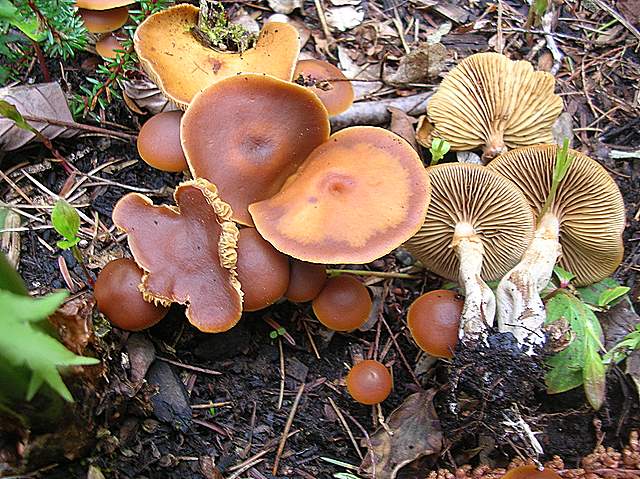 Una Galerina al giardino botanico